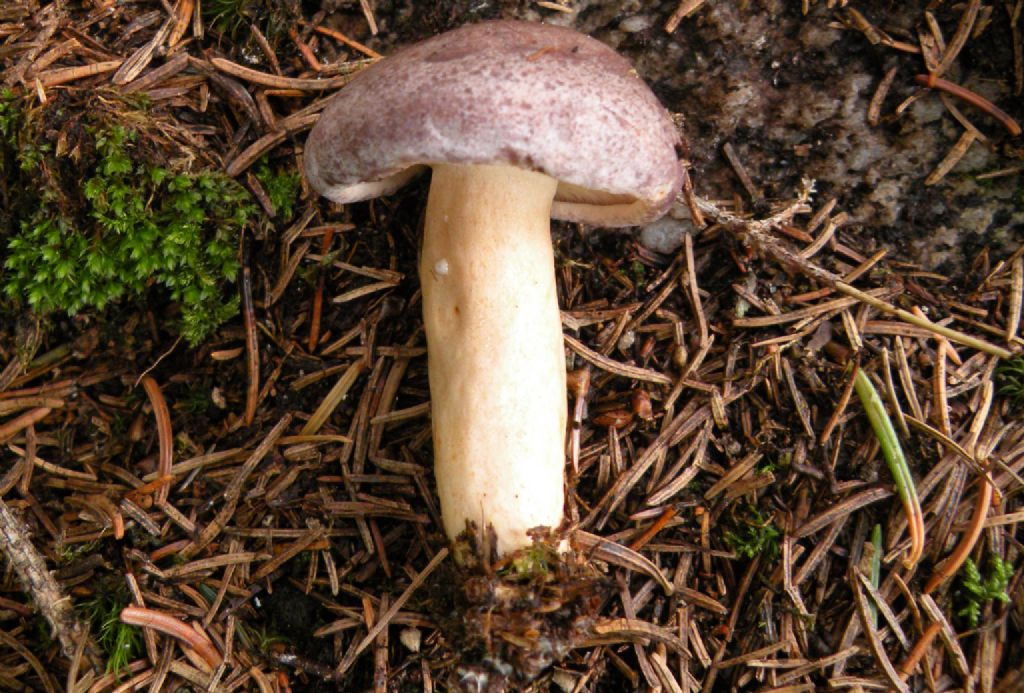 Se c''� la goccia....